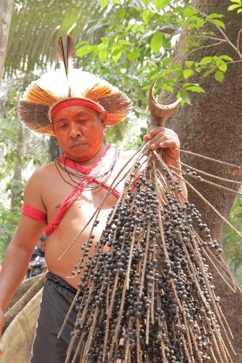 Können Entwicklungsprojekte Amazonien retten? Semeando Sustentabilidade e Plantar